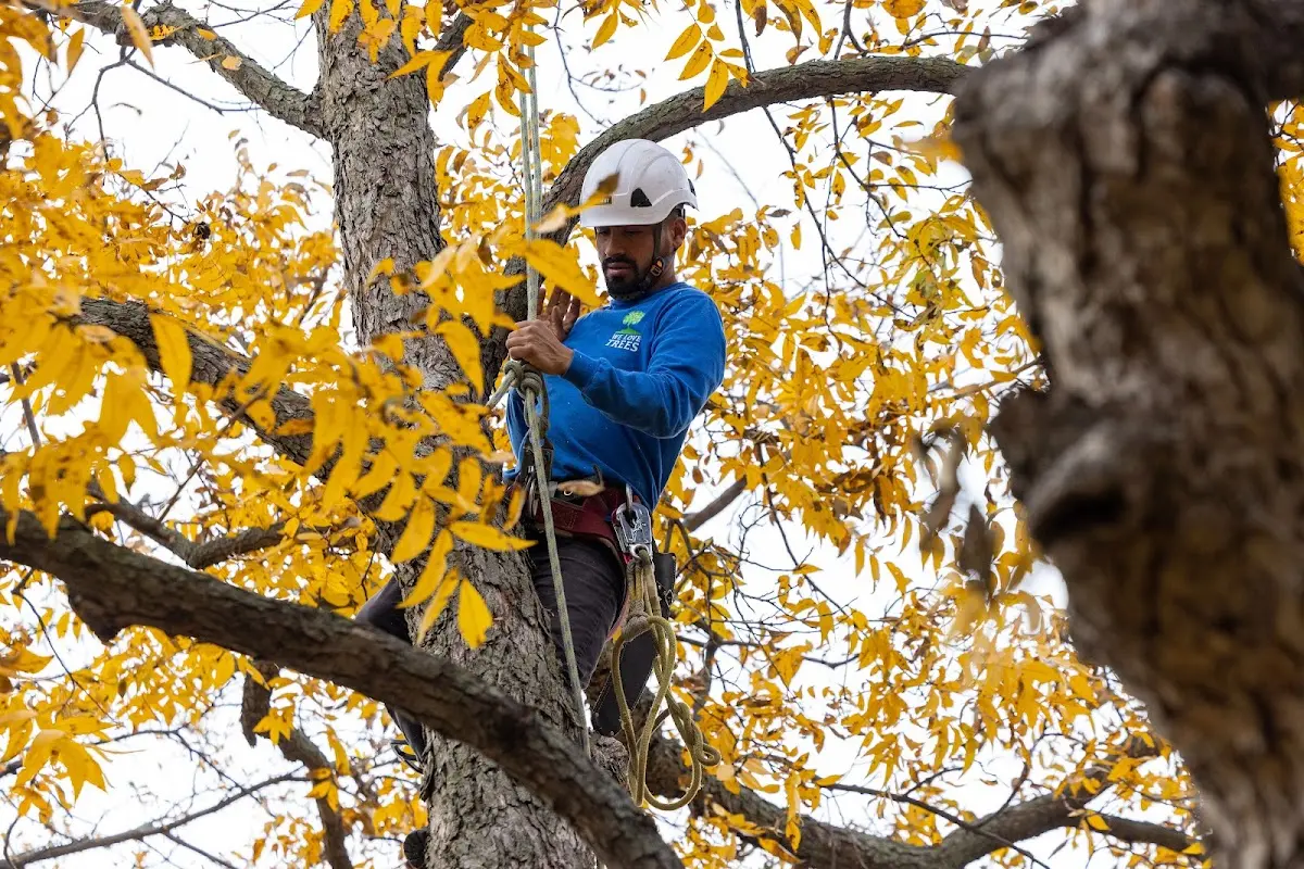 Skilled Storm Damage Cleanup crew working in Niles